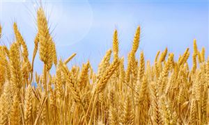 2023有機(jī)小麥行業(yè)現(xiàn)狀及市場投資前景分析