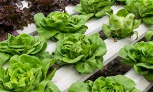 中國(guó)水培蔬菜行業(yè)市場(chǎng)發(fā)展現(xiàn)狀分析2023