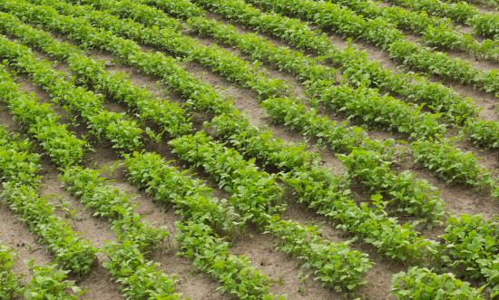 綠肥行業市場深度調研及現狀分析2023