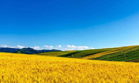 中國細(xì)胞農(nóng)業(yè)行業(yè)市場前瞻分析2023