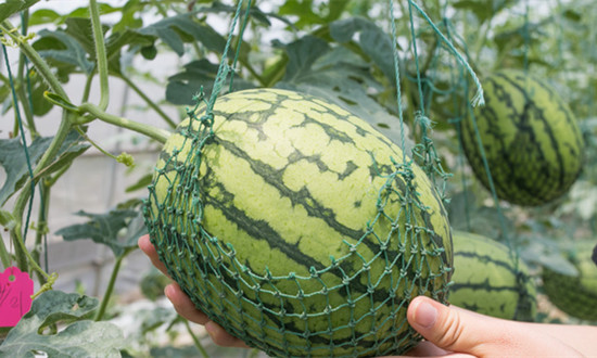 西瓜種植行業現狀趨勢及未來發展態勢分析