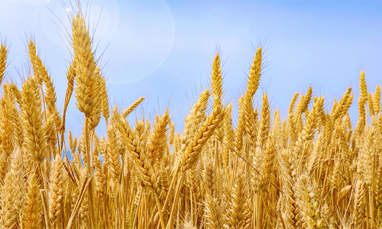 財政部緊急下達救災(zāi)資金2億元 支持河南小麥搶收減損