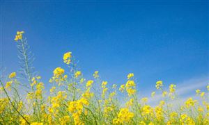 2023年國內油料行業發展現狀與前景分析