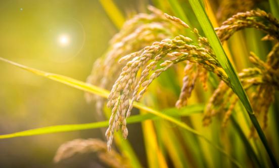 細(xì)胞農(nóng)業(yè)行業(yè)投資現(xiàn)狀及市場前瞻分析2023