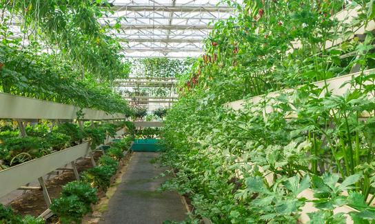 2023年無土栽培蔬萊產業發展分析 無土栽培蔬菜助推農業現代化