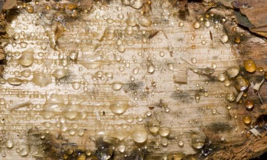 2023氟樹脂市場發展現狀調查及供需格局分析