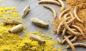 2023年中國無毒生物農(nóng)藥行業(yè)市場(chǎng)發(fā)展機(jī)遇分析