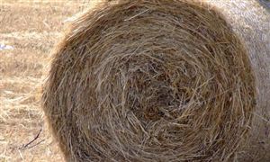 牧草飼料行業發展現狀及前景分析2023