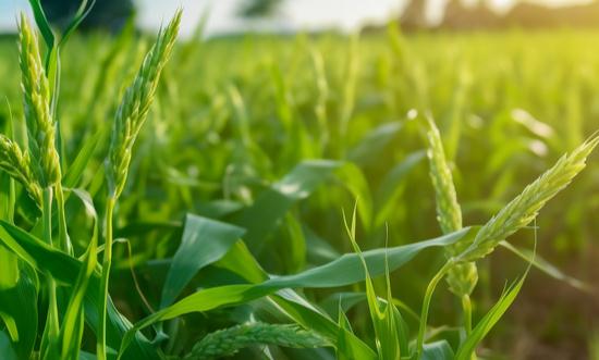 農業信息化市場現狀及前景分析2023