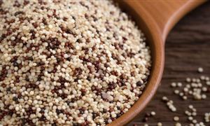 2023藜麥行業發展現狀 藜麥產業發展規劃研究