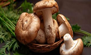 松茸有食用菌之王的稱號 松茸行業市場深度分析