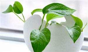 盆景市場(chǎng)發(fā)展趨勢(shì)及現(xiàn)狀分析2023