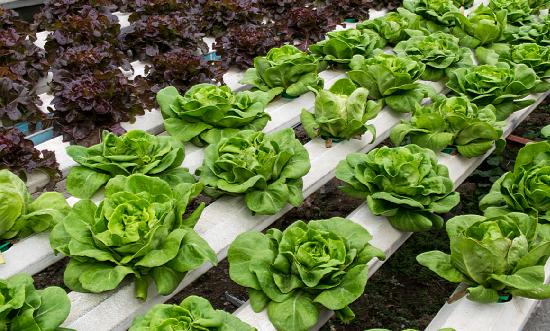 無土栽培蔬萊行業發展現狀及發展趨勢分析2023