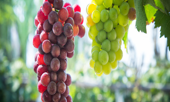 水果加工行業調研 中國葡萄干市場深度調查研究報告