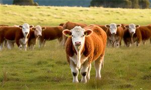 畜牧業(yè)機(jī)械行業(yè)市場分析 畜牧業(yè)機(jī)械行業(yè)戰(zhàn)略規(guī)劃