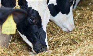 優質牧草市場發展趨勢及現狀分析2023