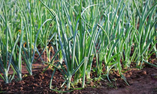 2023中國大蔥種植行業(yè)市場(chǎng)發(fā)展趨勢(shì)分析