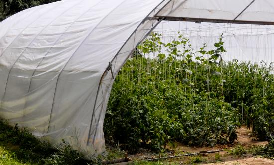 我國是農用塑料薄膜生產和使用最多的國家 中國塑料薄膜市場規模分析