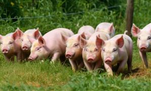 2023生豬養(yǎng)殖市場預(yù)測 下半年生豬價格或有望低位上漲