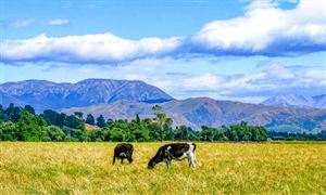 2023年中國畜牧業總產值將達到10.8萬億元 中國畜牧業市場發展現狀分析2023