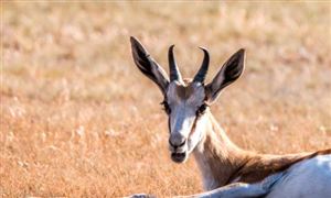 2023年國內獸藥行業發展趨勢展望 預計全球獸藥市場規模將達5372億元