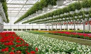 花卉種植行業市場前瞻與未來投資