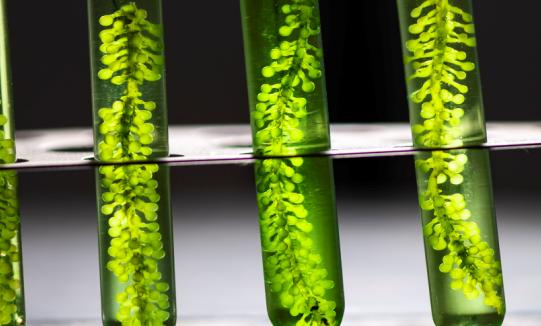 中國生物燃料政策持續加碼 微藻生物燃料行業發展現狀分析2023