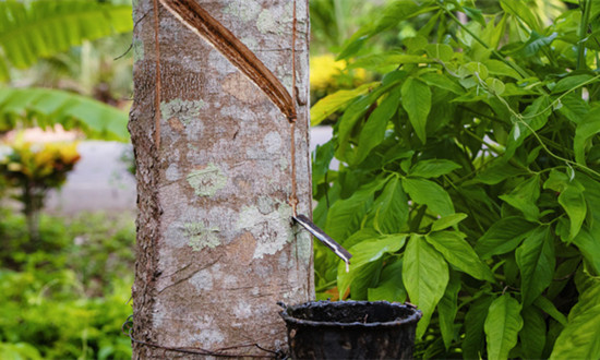 天然橡膠行業發展態勢：6月全球天然橡膠產量料增1.9% 消費量增2.2%