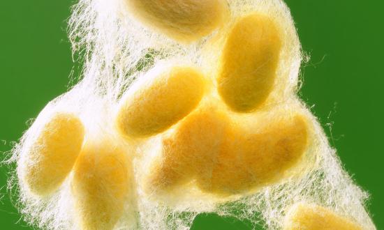 蠶養殖及加工行業現狀分析及未來市場需求2023