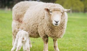 2023年肉羊養殖行業市場深度調研：1月以來全國羊肉價格持續下行 下半年羊肉供給將會繼續增加