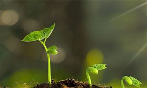 綠色債券發行規模保持增長 金融債比達57.01%