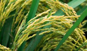 全國晚稻播栽近九成 早稻有望實現豐產豐收 2023年中國水稻種植行業發展現狀