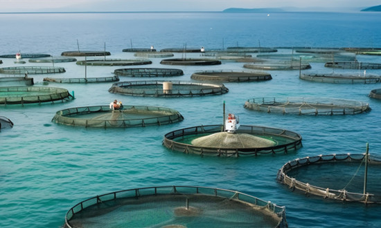 水產(chǎn)漁業(yè)機械行業(yè)市場分析 水產(chǎn)漁業(yè)機械行業(yè)投資戰(zhàn)略