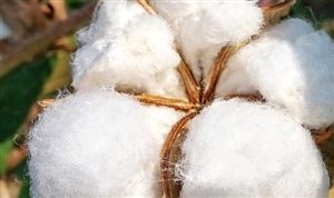 “互聯網+棉花”、線上線下融合新型模式有所突破 2023年中國棉花市場發展現狀分析