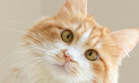 寵物罐頭行業深度調研與發展趨勢預測