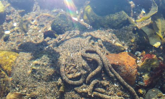 中國沙蠶養殖行業需求與投資發展預測