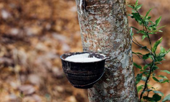 天然橡膠市場現狀分析 7月全球天然橡膠產量增長2.1%