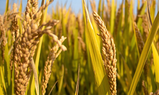 稻谷行業(yè)市場現(xiàn)狀分析 2023年中國早稻總產(chǎn)量2833.7萬噸