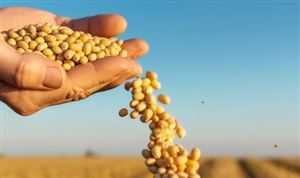 中國大豆種植行業年產量 大豆種植行業效益分析