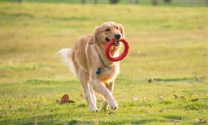 2023寵物殯葬服務(wù)行業(yè)未來發(fā)展前景及市場(chǎng)規(guī)模預(yù)測(cè)