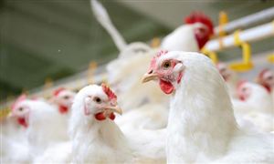 白羽雞價格有望上行 下半年白羽肉雞行情預測