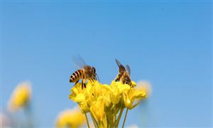 蜜蜂養(yǎng)殖行業(yè)發(fā)展機(jī)遇分析：農(nóng)村養(yǎng)殖蜜蜂真的那么賺錢嗎?