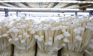 2023蘑菇養殖行業市場機遇前景 山城“小菌菇”撐起“致富傘”