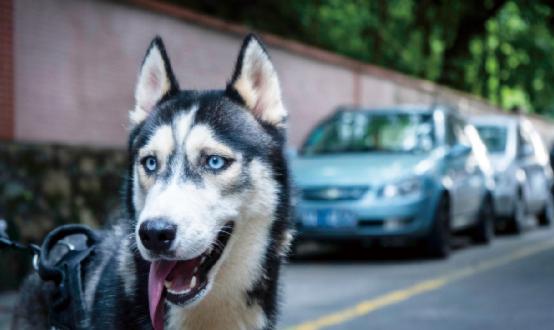 2023年狂犬疫苗行業市場深度調研 兩部門印發狂犬病暴露預防處置工作規范