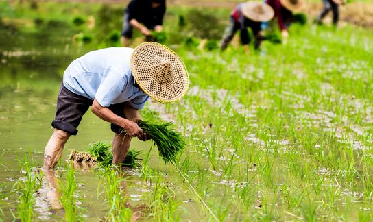 我國數字農業農村建設取得重要進展 2023年中國農業數字化行業市場