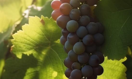 水果種植行業前景及風險分析2023