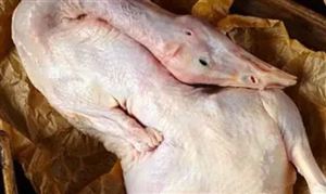 肉鴨行業發展研究 肉鴨消費需求進一步釋放