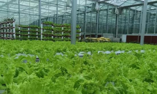 創(chuàng)建國家有機食品生產(chǎn)基地 有機農(nóng)業(yè)行業(yè)市場發(fā)展現(xiàn)狀投資分析