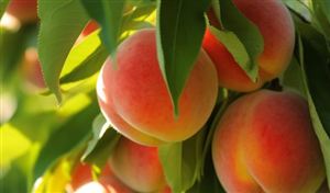 2023年桃子行業市場發展現狀分析 全國桃設施種植面積50萬畝左右