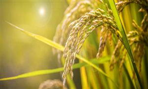 雜交水稻行業(yè)深度觀察 我國雜交水稻累計推廣面積達九十億畝